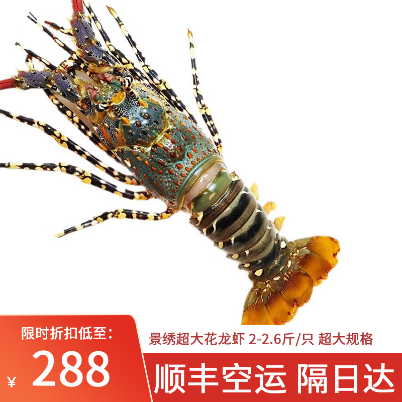 东山海鲜龙虾鲜活冻锦绣大花龙虾大红龙虾青龙虾速冻 约2.6斤/只