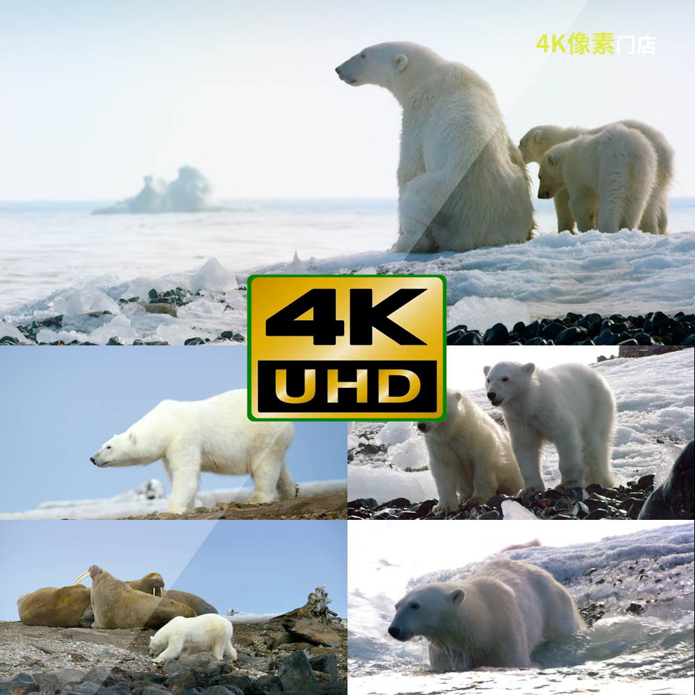 1-4K视频素材-北极熊野生动物水上漂浮冰低温海洋融化濒危物种