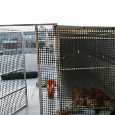 厂促厂销33cm孔塑料网格p养殖网塑土工格栅养鸡围栏护栏网家用品