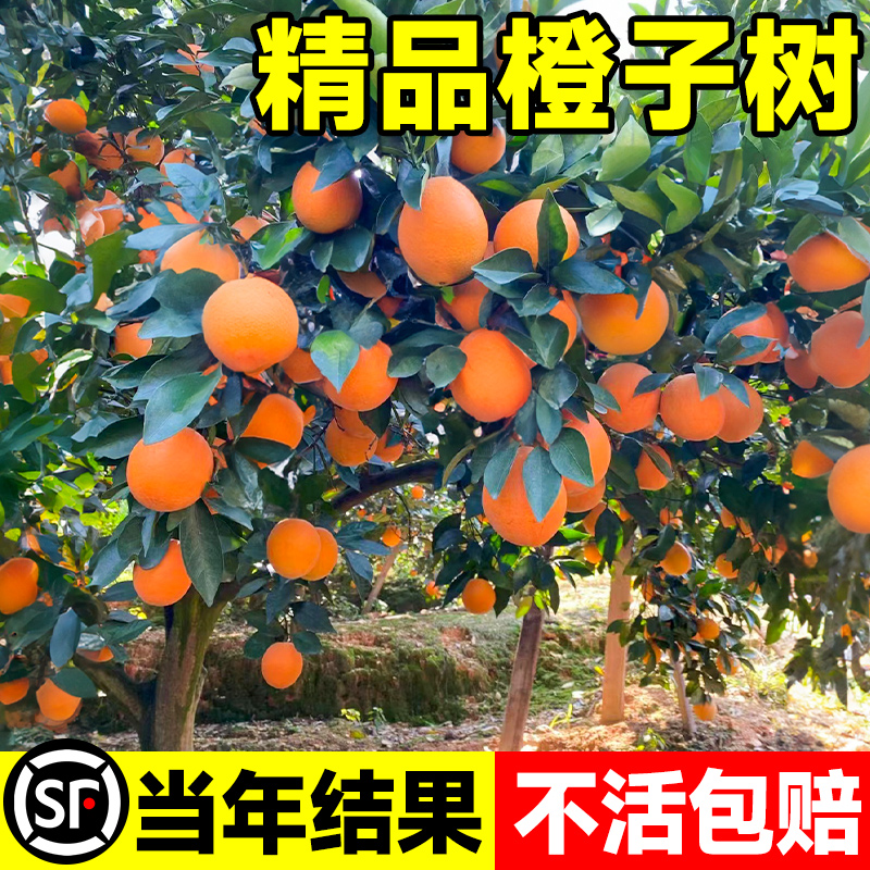 赣南脐橙树苗果冻橙子果树嫁接砂糖橘果苗当年结果沃柑大桔子盆栽