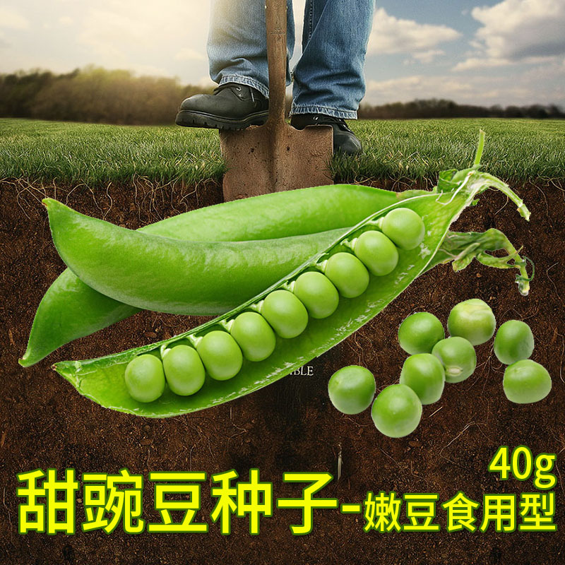 甜豌豆种子 吃嫩荚 吃豆豆豌豆米四季蔬菜种子 秋季播种