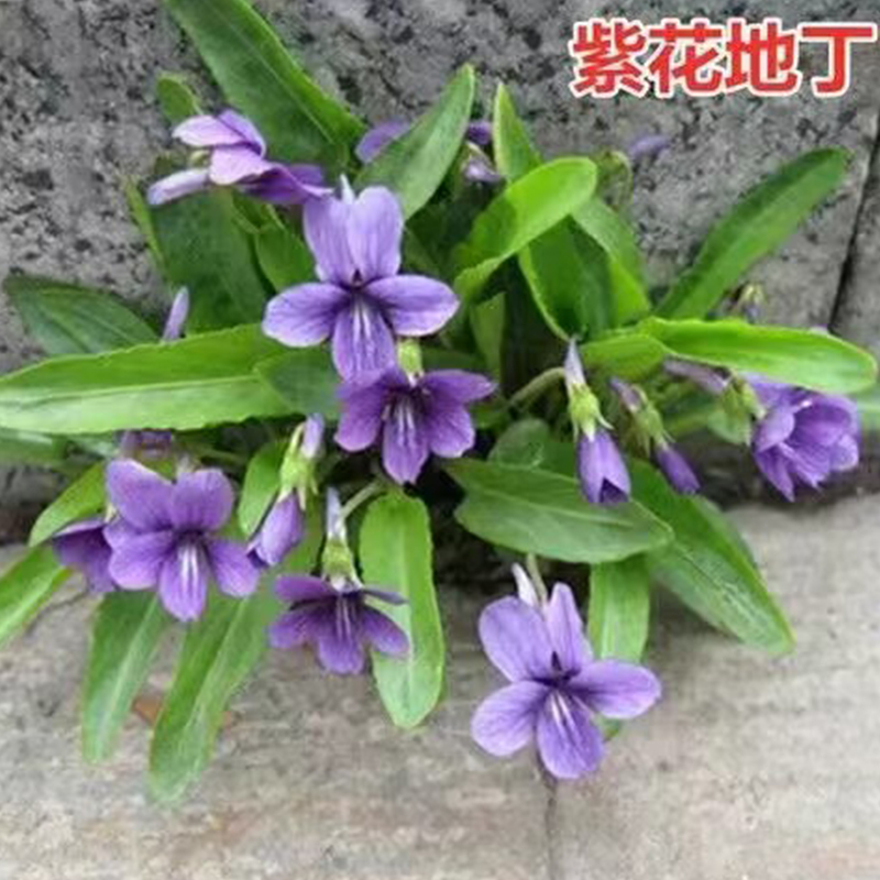 特惠紫地丁新鲜中药材苦地丁带根带叶带花农家现挖现发紫花地丁