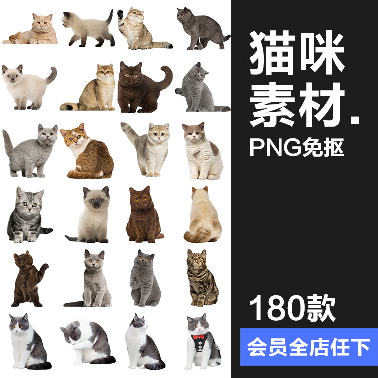 可爱猫咪小猫花猫黑猫小奶猫宠物猫动物免抠PNG透明背景图片素材