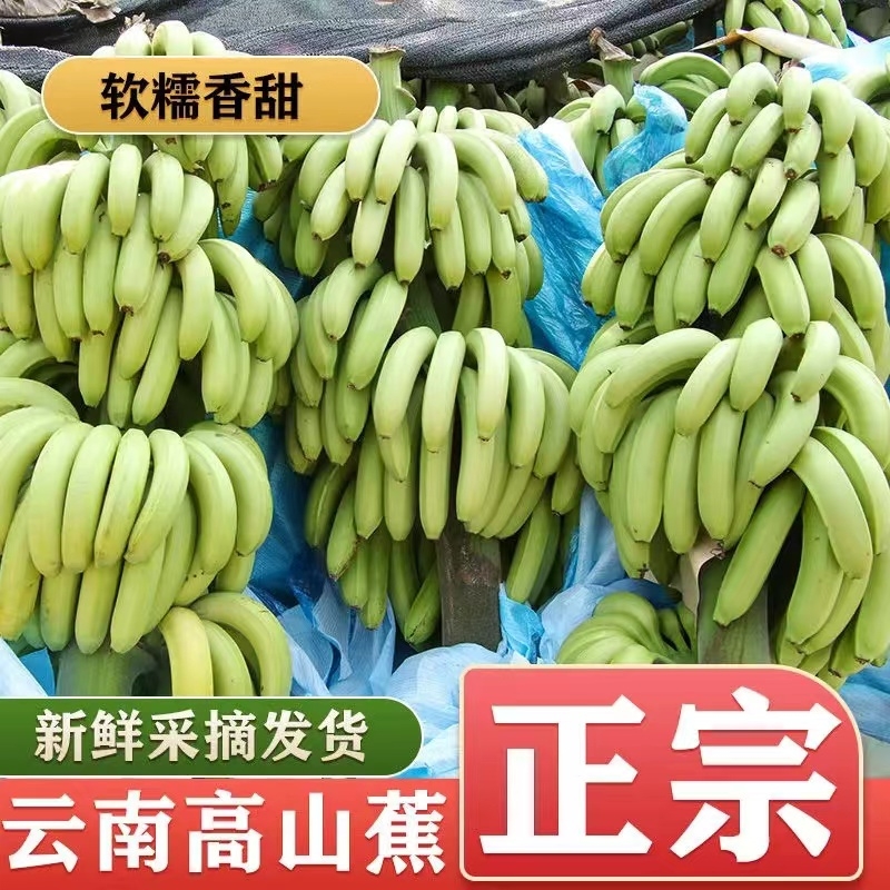 云南自家栽种威尼斯香蕉新鲜采摘9斤装不泡药现摘现发 坏果包赔
