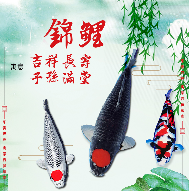 纯种进口日本锦鲤活鱼观赏鱼活体红白丹顶昭和三色冷水鱼蓝色龙凤