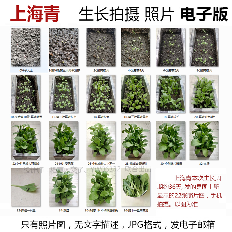 P19植物生长照片上海青JPG图片素材--小青菜成长观察记蔬菜照片组