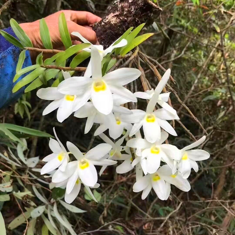 特别稀有石斛 白广东石斛 稀有兰花白色花非常漂亮花很香非常的美