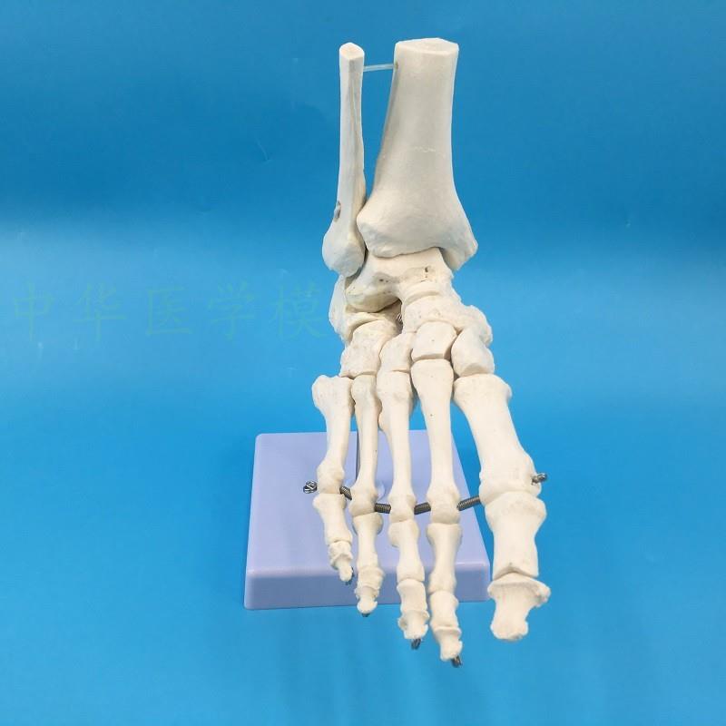 高端1:1脚关节展示模型足关节胫骨腓骨跗骨Q、跖骨和趾骨解剖
