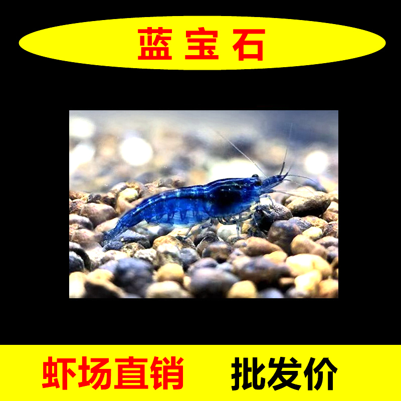 蓝宝石虾观赏虾淡水族宠物虾除藻虾蓝丝绒虾蓝色虾黑壳米虾小河虾