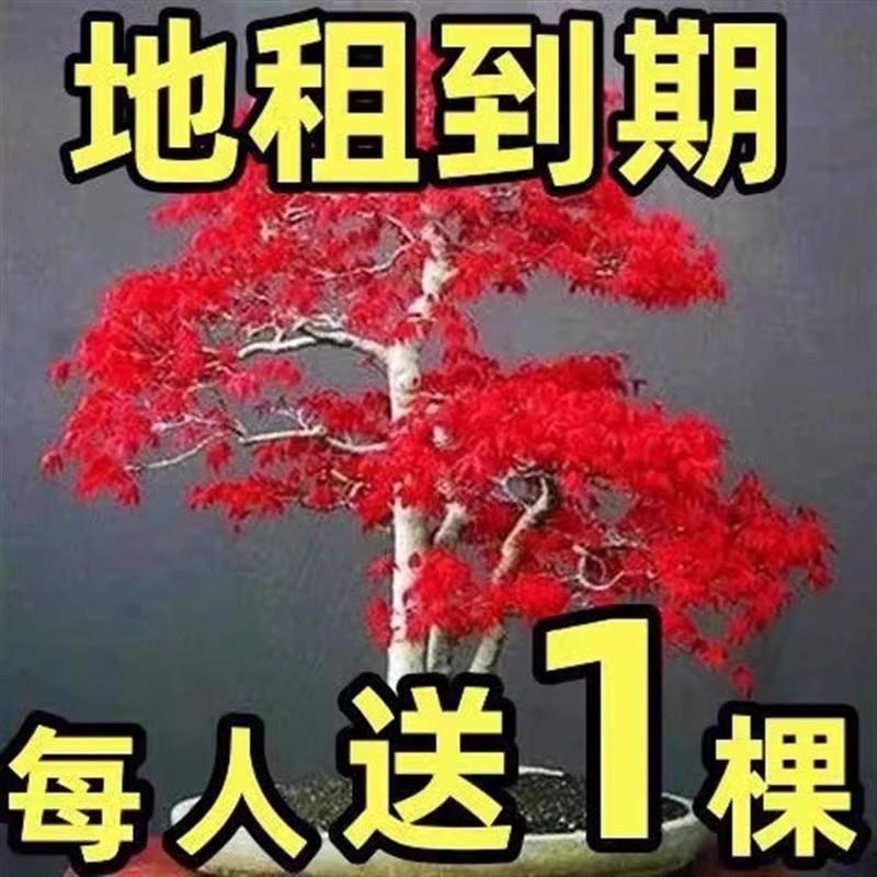 日本红枫树苗四季红室外耐寒红舞姬盆景盆栽真绿植庭院绿化风景树