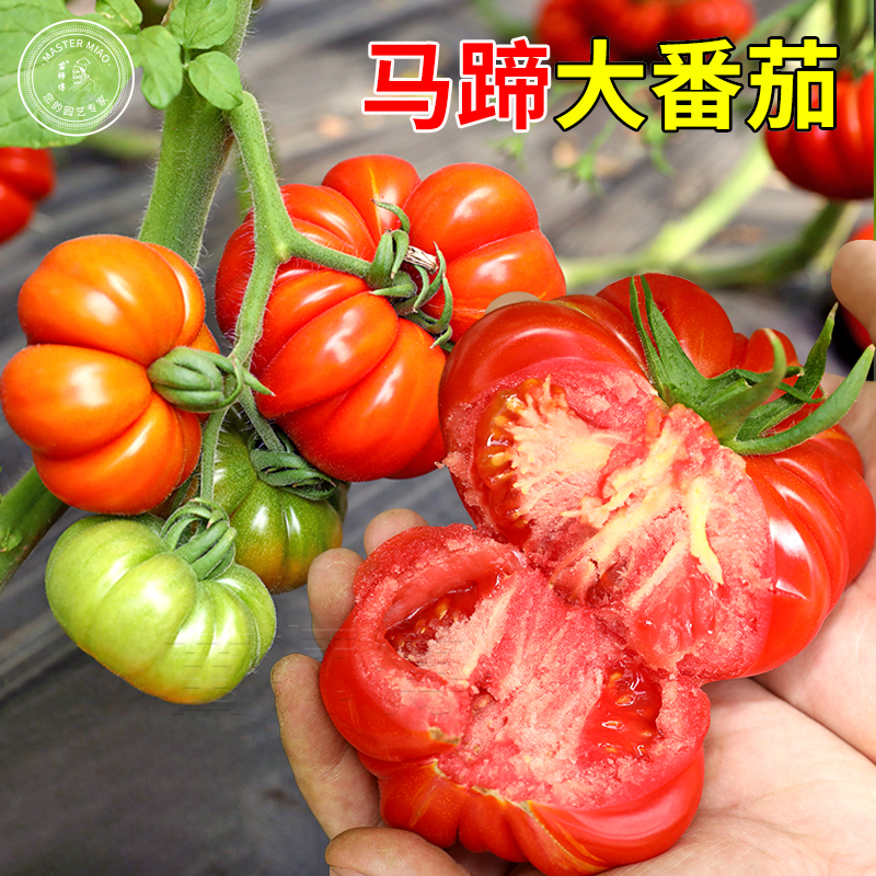 马蹄番茄种子潮汕老品种大西红柿种籽水果特大番茄四季蔬菜种苗孑