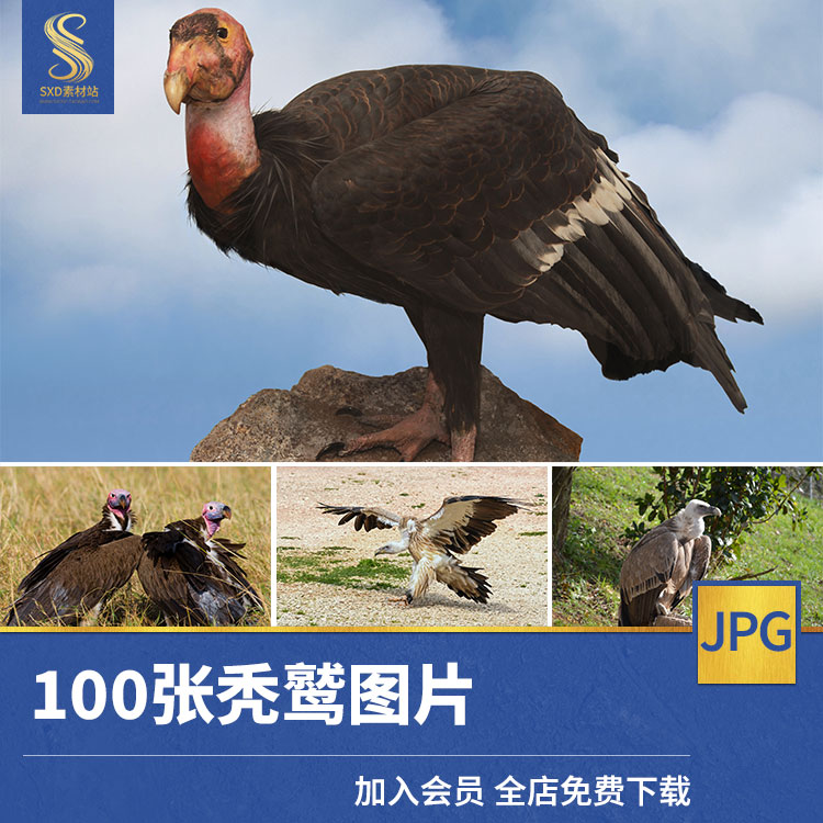 秃鹰秃鹫高清JPG图片兀鹫大型猛禽飞禽鸟类野生动物世界摄影素材