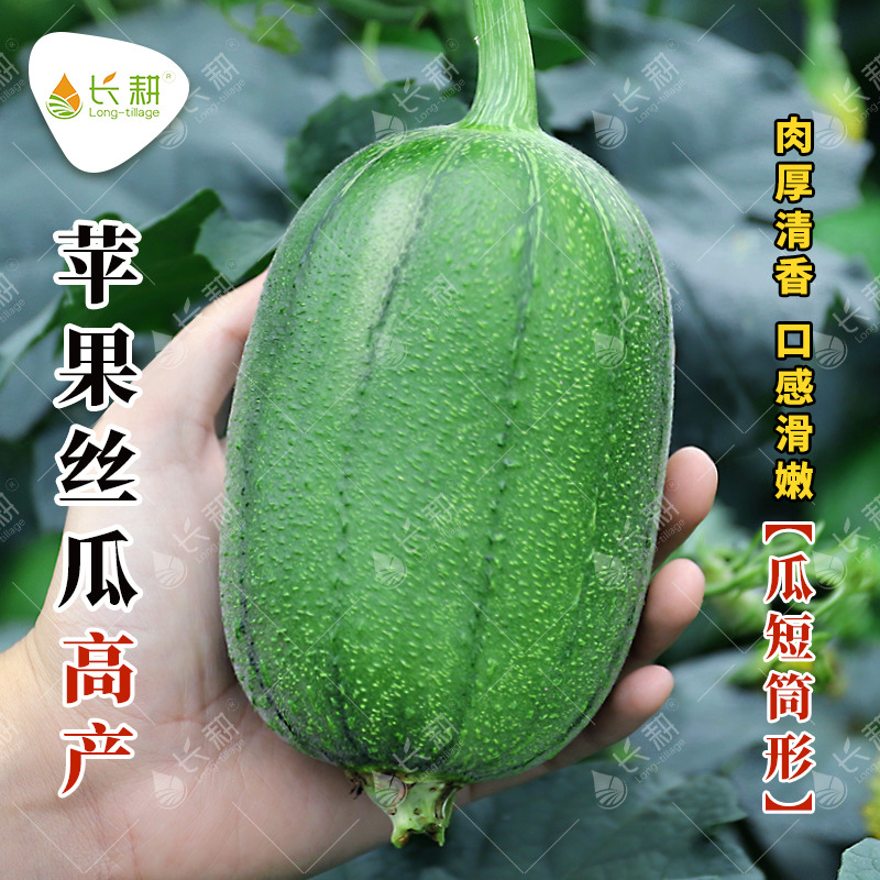 台湾苹果丝瓜种子迷你水果肉丝瓜种籽春秋四季阳台盆栽蔬菜种孑苗