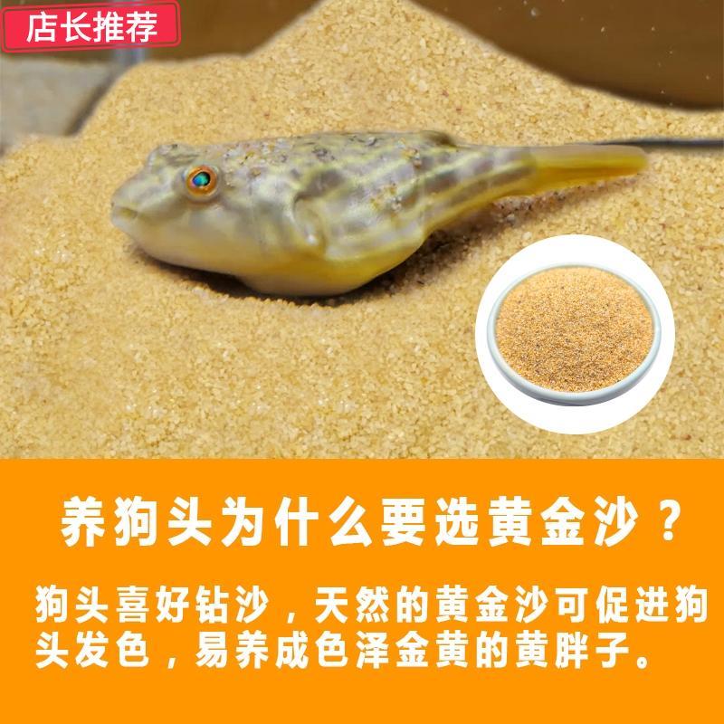 天然黄金沙底砂斑马狗头鱼专用沙河豚鼠鱼沙鱼缸造景化妆沙