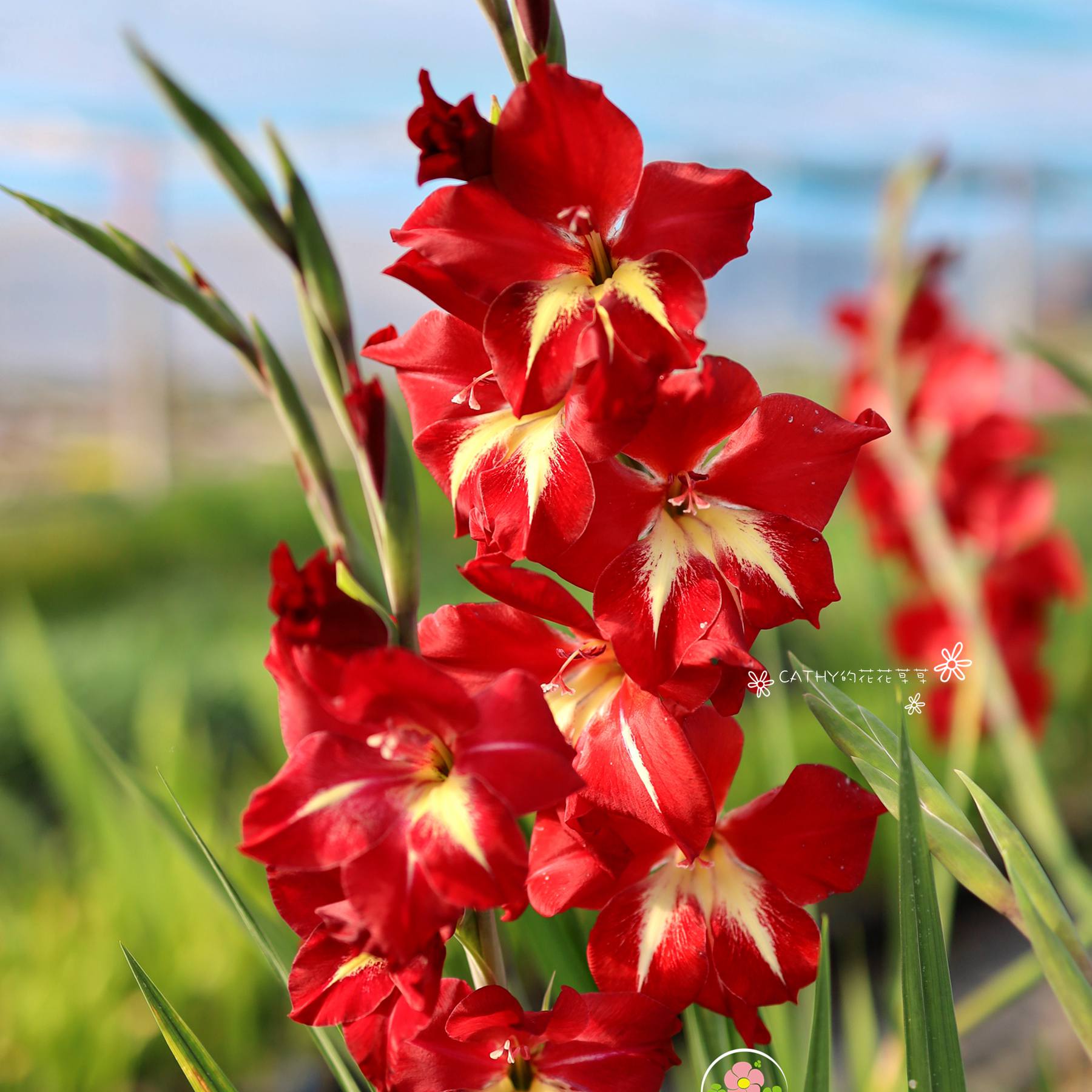 7月发货 唐菖蒲克劳迪雅Gladiolus nanus claudia 秋植冬春开花