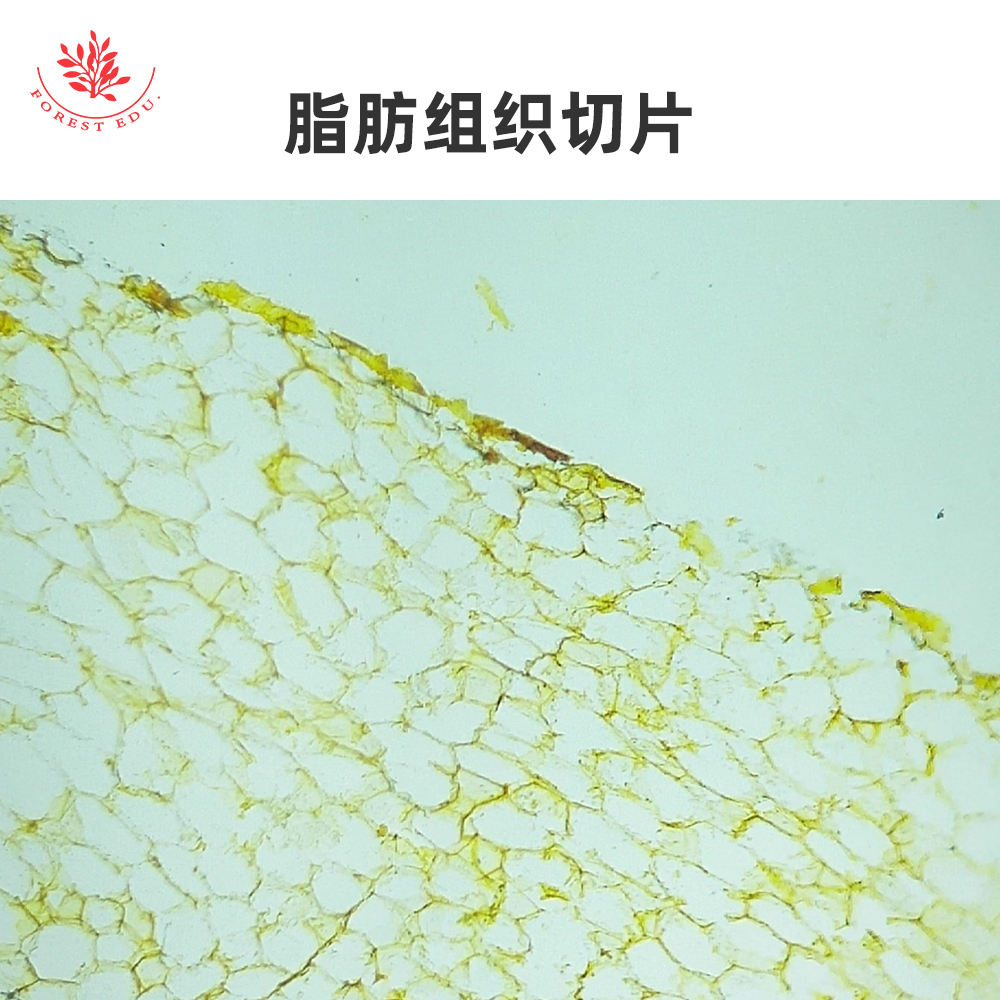 疏松结缔组织致密结缔组织脂肪组织弹性软骨HE染色组织显微镜玻片