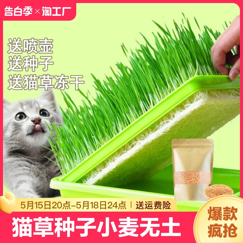 猫草种子小麦无土水培土培种植猫草猫咪吃的化毛去毛懒人猫麦草籽