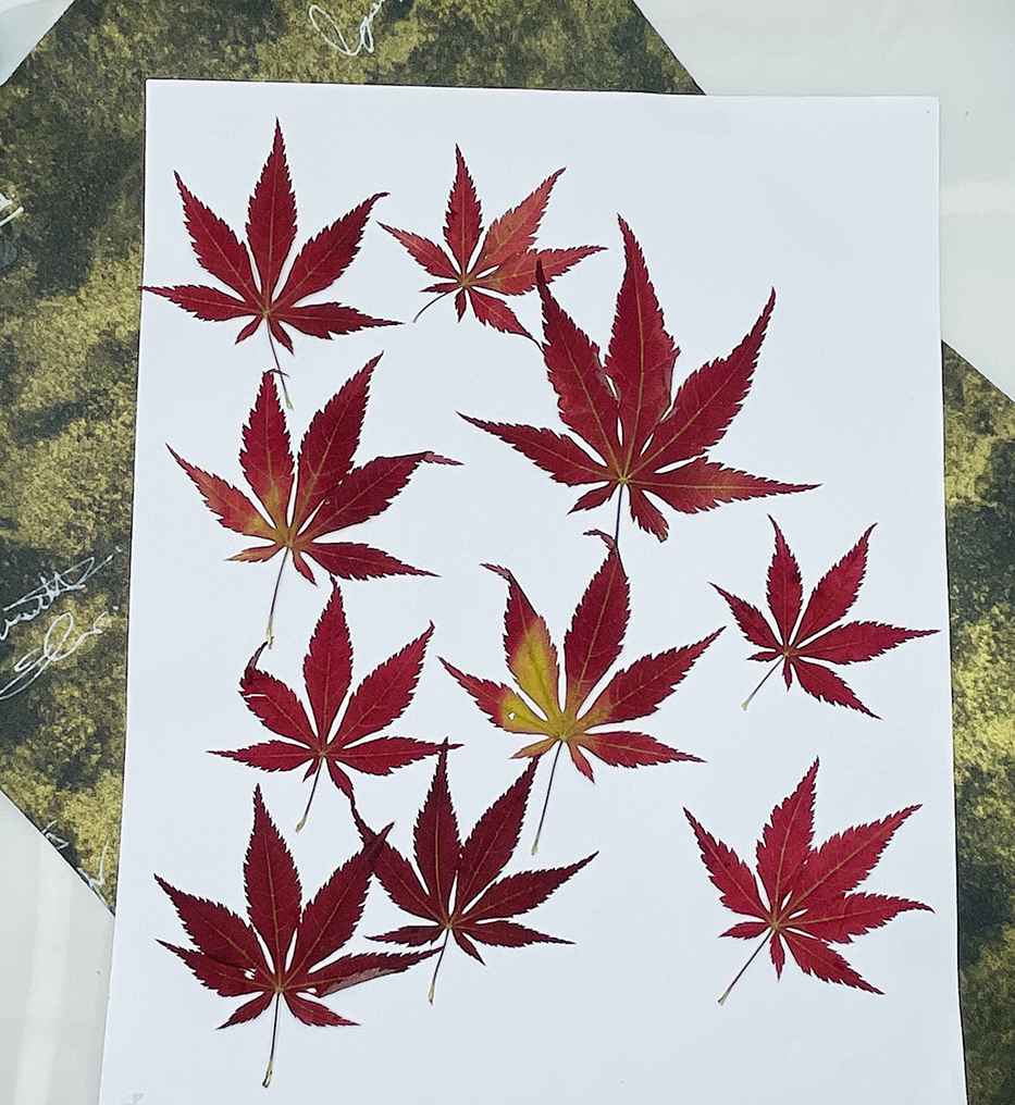 秋天的颜色押花花未落秋叶枫叶水稻叶片植物标本创意手作DIY压花
