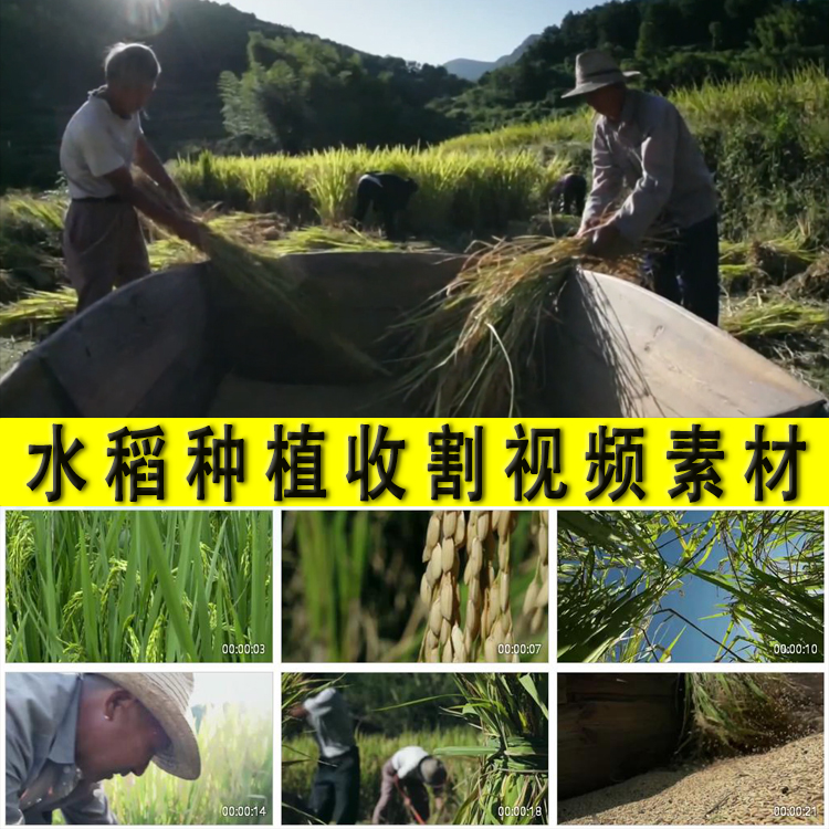 农村水稻种植收割农民割谷子挞谷子打谷子农业粮食生产视频素材