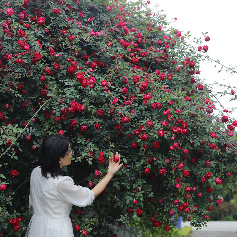 惠惠的花园爬藤月季赤龙含珠四季开花耐热耐晒庭院阳台月季盆栽