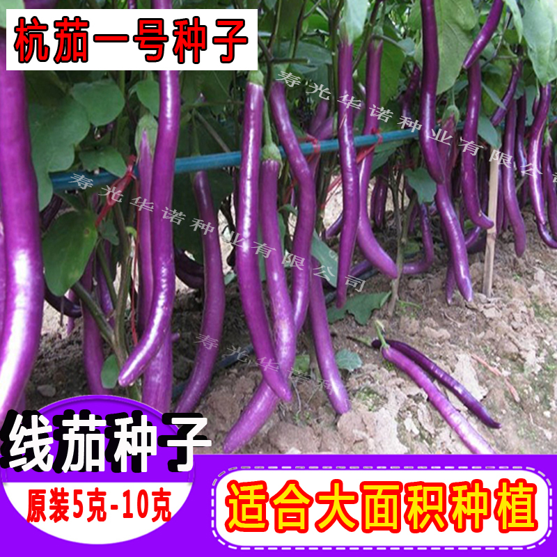 线茄子种子紫红长茄子杭茄一号六号茄子种子四季播种耐热春播田园