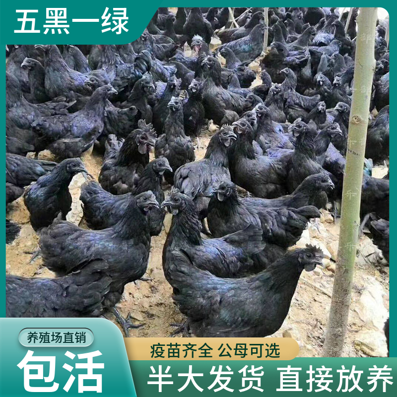 脱温半大五黑鸡活苗小鸡绿壳下蛋鸡一斤乌骨鸡成年母土鸡纯种包活