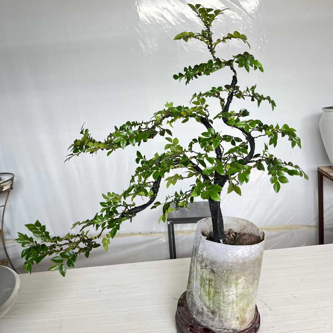 小叶紫檀盆栽客厅别墅庭院办公室高端绿植黑骨茶盆景开花结果植物