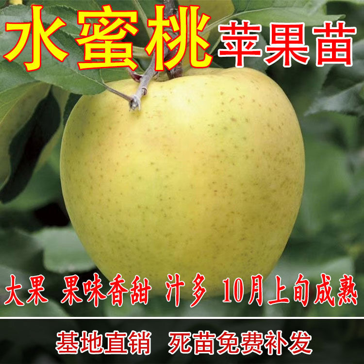 水蜜桃苹果苗 红富士苹果嫁接苗 国光苹果树南方北方种植当年结果