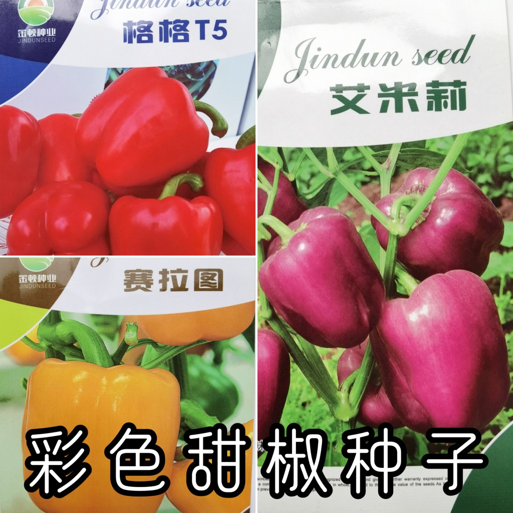 彩色甜椒种子 五彩红色黄色紫色绿色彩椒种子籽菜椒柿椒蔬菜种子