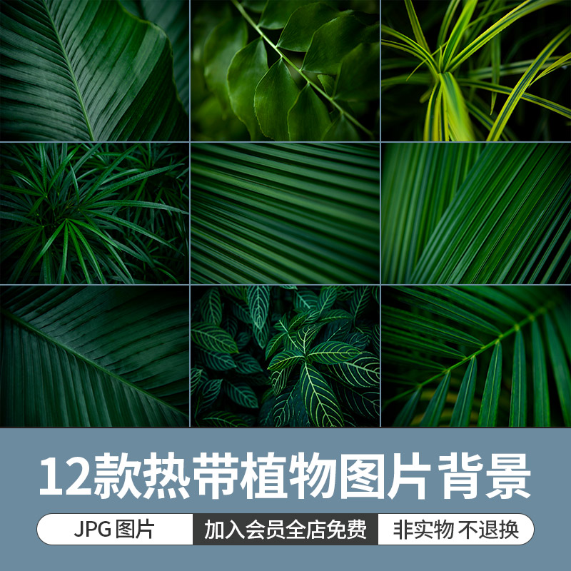 热带植物龟背竹芭蕉叶绿植叶子树叶绿色背景高清图片JPG设计素材