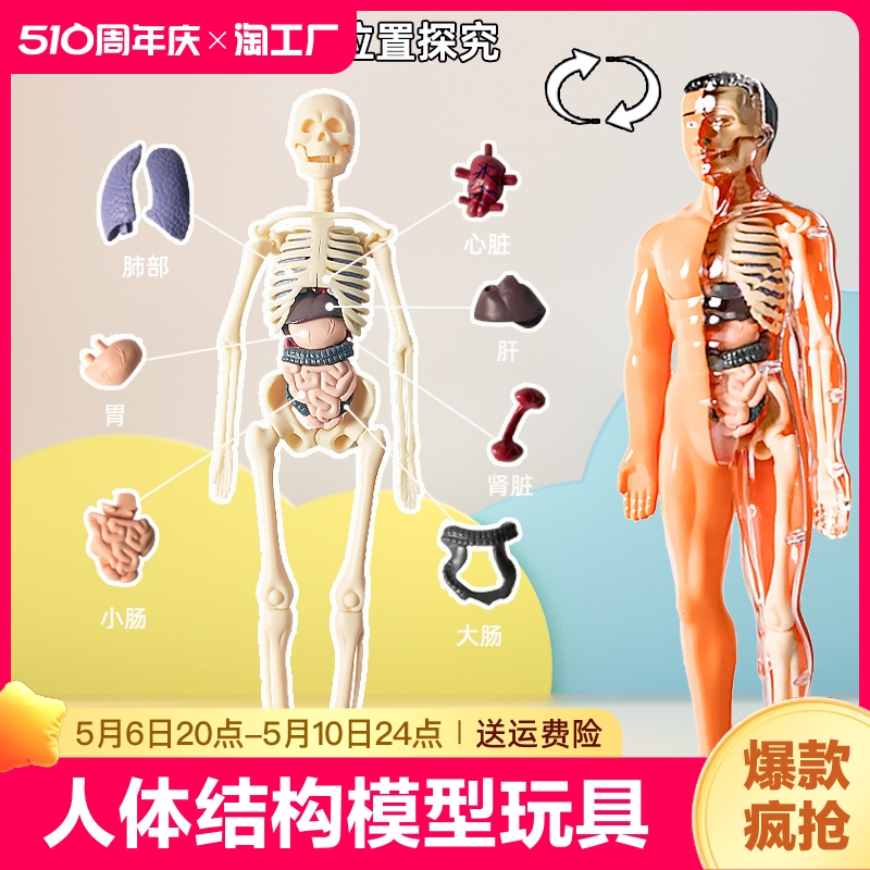 人体结构模型器官骨骼拼装生物医学解剖身体内脏骨架儿童玩具肌肉
