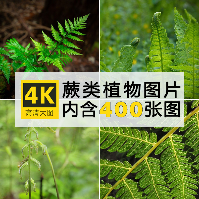 高清4K图库蕨类植物照植物绿色护眼电脑壁纸JPG图片素材自动发货