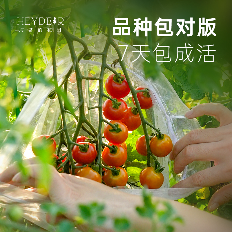 海蒂的花园旗舰店茄子苗千禧果超甜小番茄苗盆栽家庭蔬菜苗