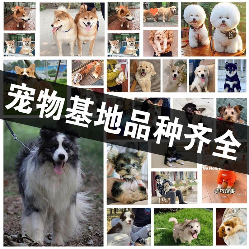 上海大型犬舍宠物基地纯种活体狗狗柴犬比熊泰迪品种齐全可上门选