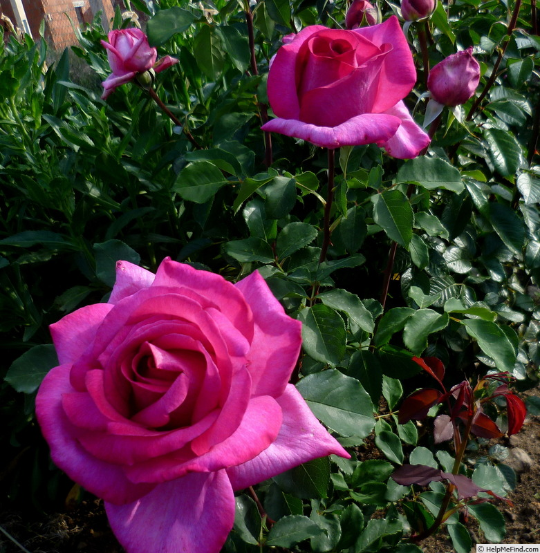 万达 诉说 花园皇后德国科德斯超大花浓香月季 花径可达20厘米