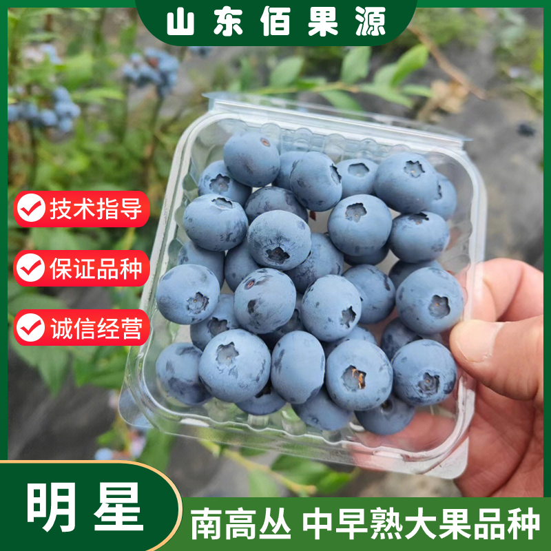 明星蓝莓树果苗特大果香甜南高丛蓝莓苗南北方种植当年结果