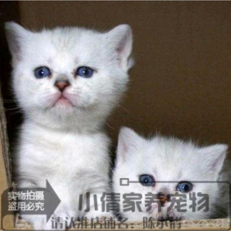 出售纯种英国短毛猫英短银渐层白色渐层色英短猫咪活体宠物猫x