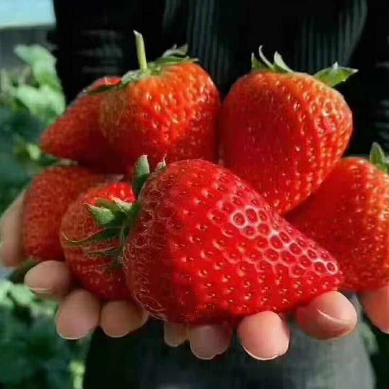 辽宁东港草莓
