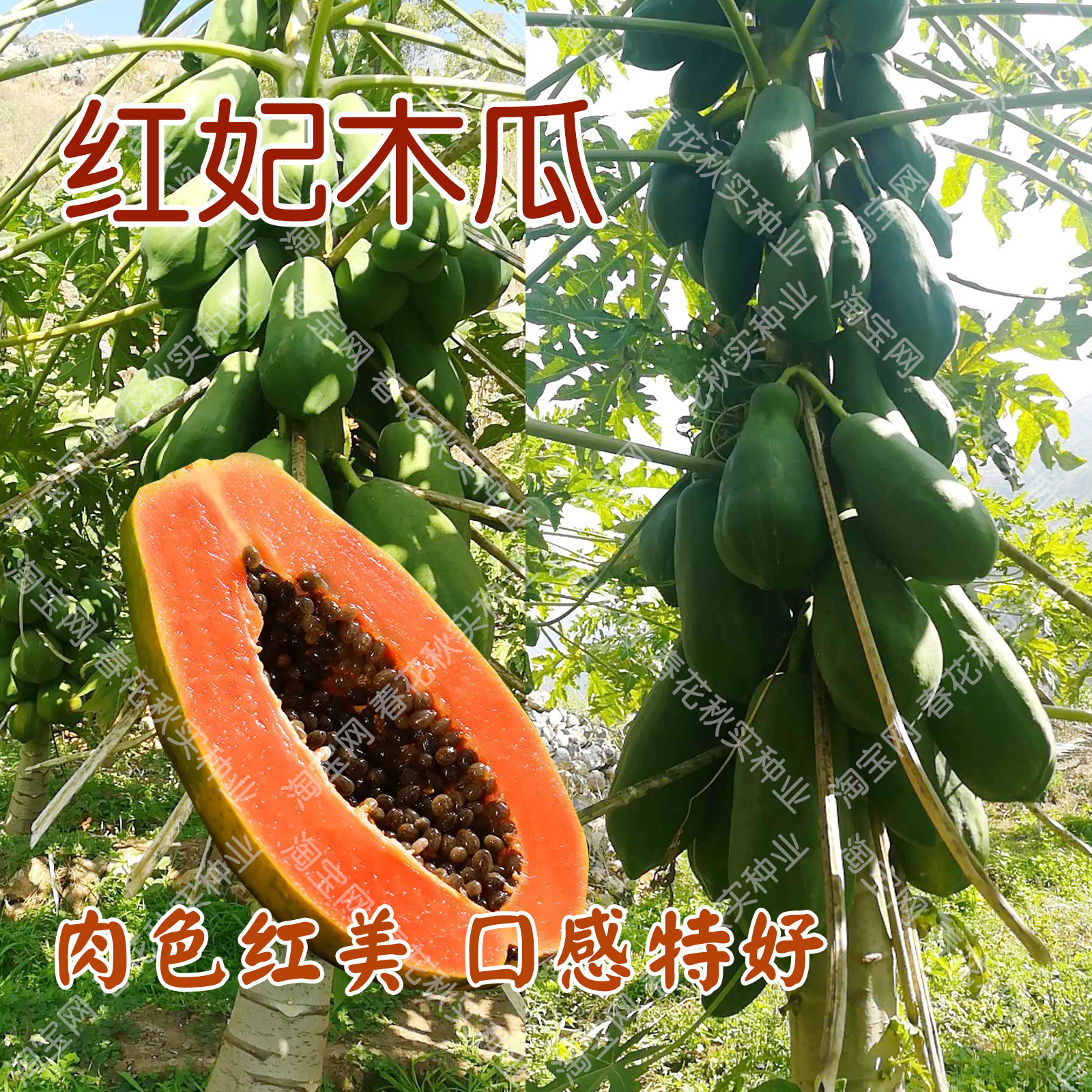 香甜红妃木瓜种子 大田高产抗病好吃 肉色红美水果种籽孑结果多瓜