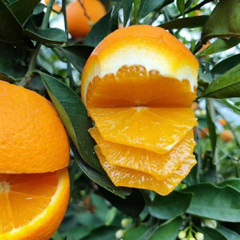 湖北伦晚橙子脐橙无籽春橙当季新鲜水果