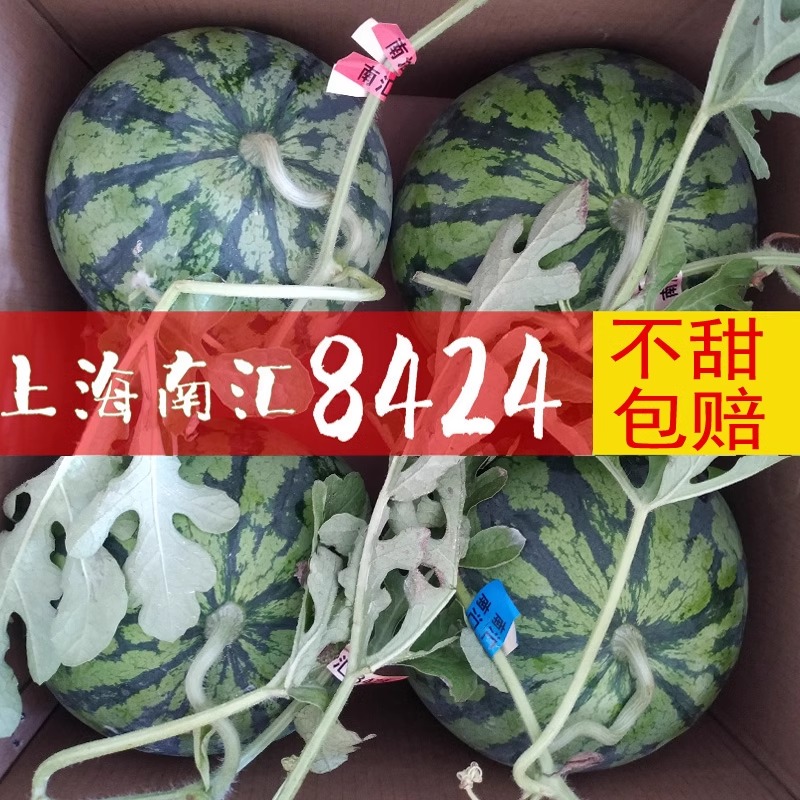 正宗上海南汇8424西瓜头茬薄皮脆甜多汁麒麟瓜非无籽西瓜新鲜水果