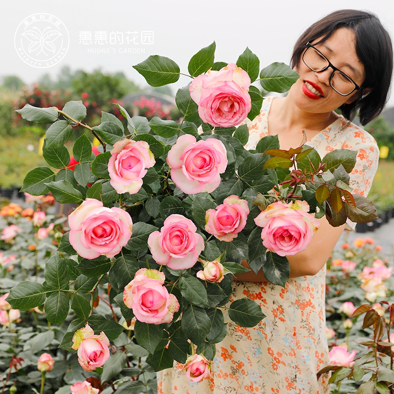 惠惠的花园灌木月季摩纳哥公主复色大花多季开庭院阳台盆栽玫瑰花