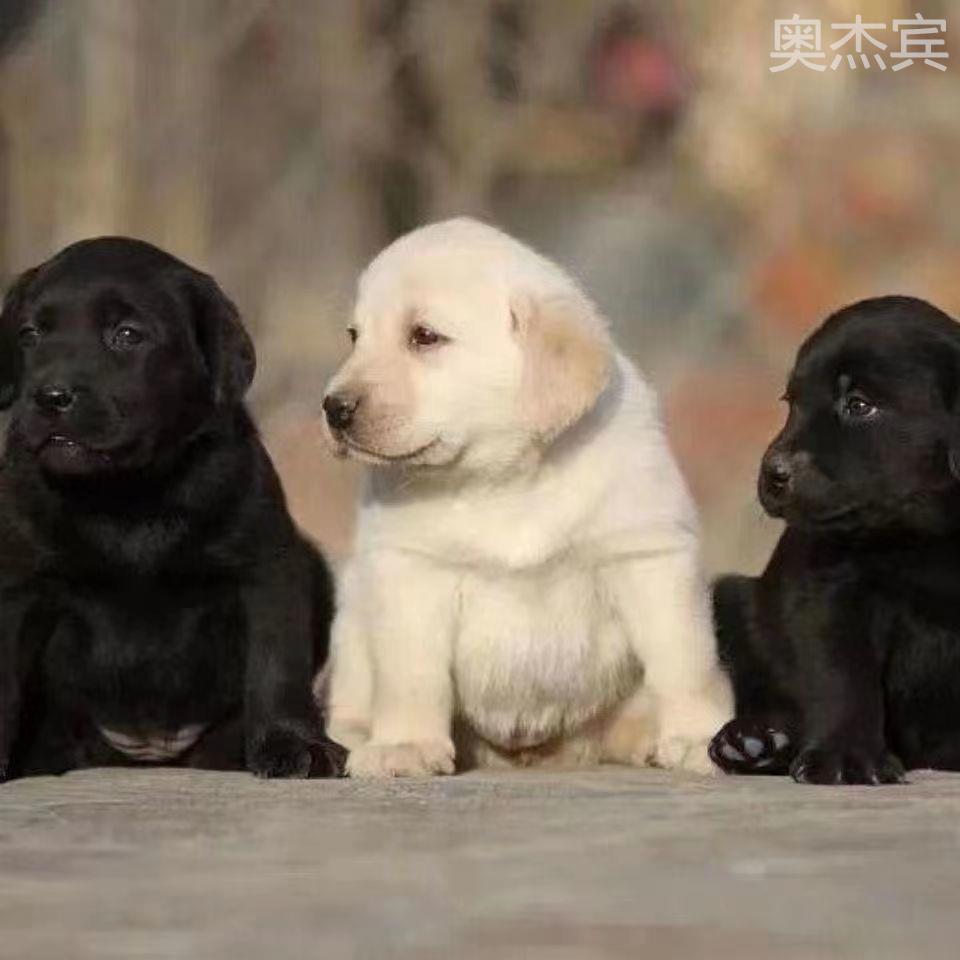 拉布拉多幼犬黑色纯黑3个月拉布拉多纯种纯血代全黑色狗便宜