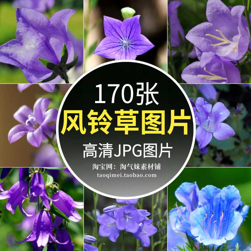 高清JPG风铃草图片紫色花卉花朵花瓣观赏植物小清新唯美摄影素材