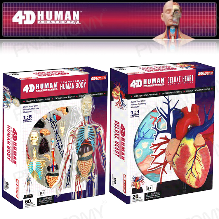 4D MASTER 人体心脏解剖模型1比1大小血液循环器官教学血管模型