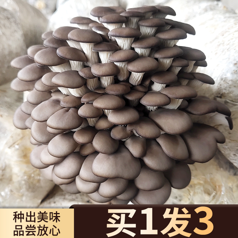 灰平菇蘑菇种植包可食用菌包家庭栽培种蘑菇阳台香菇菌棒袋装盆栽