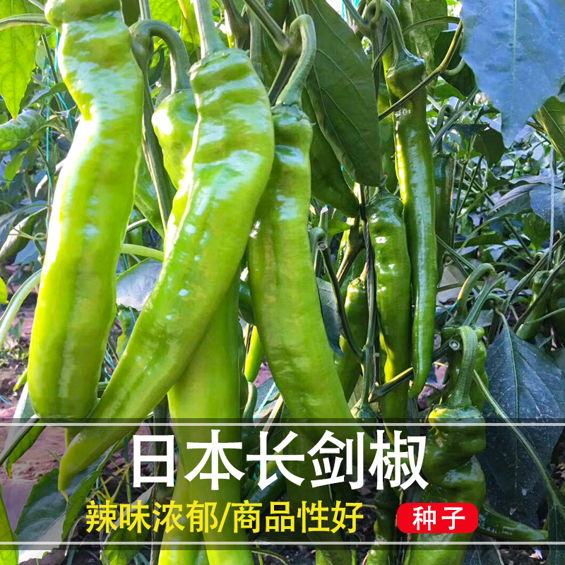 辣椒种子日本长剑F1大果型尖椒种籽连续坐果四季春秋季农家蔬菜孑