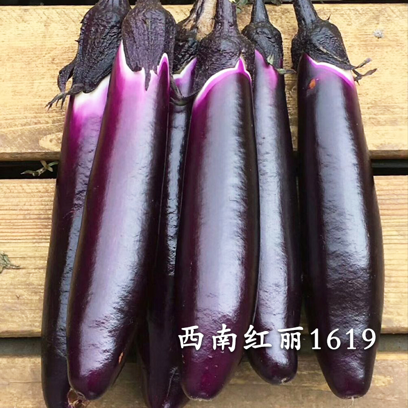 西南红丽1619茄子种子种籽黑紫色长茄子春季秋季四季蔬菜苗孑秧苗