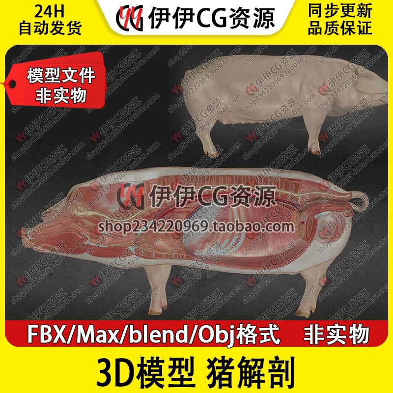 3Dmax猪内脏器官豚母猪解剖obj动物fbx三维模型blender素材下载