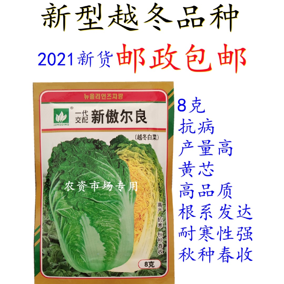 越冬型大白菜种子韩国进口 新傲尔良优质黄心白菜籽8克 单球4公斤